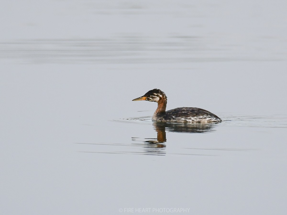 Red-necked Grebe - ML206810881