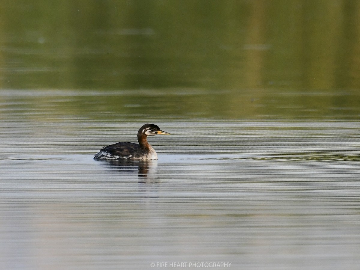 Red-necked Grebe - ML206810891