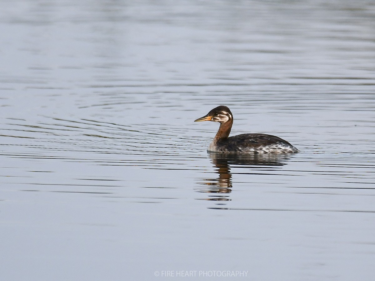 Red-necked Grebe - ML206810901