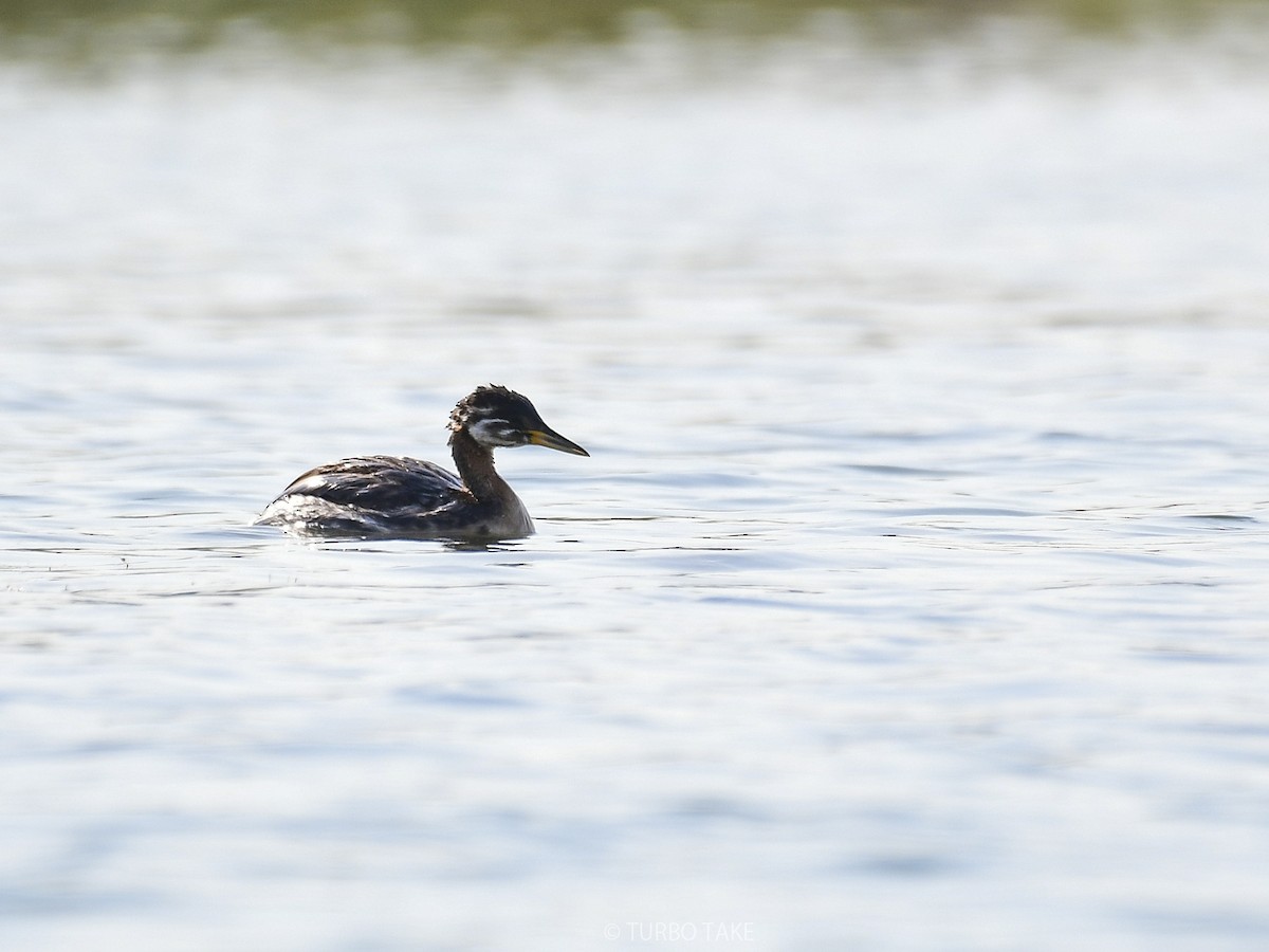 Red-necked Grebe - ML206810921