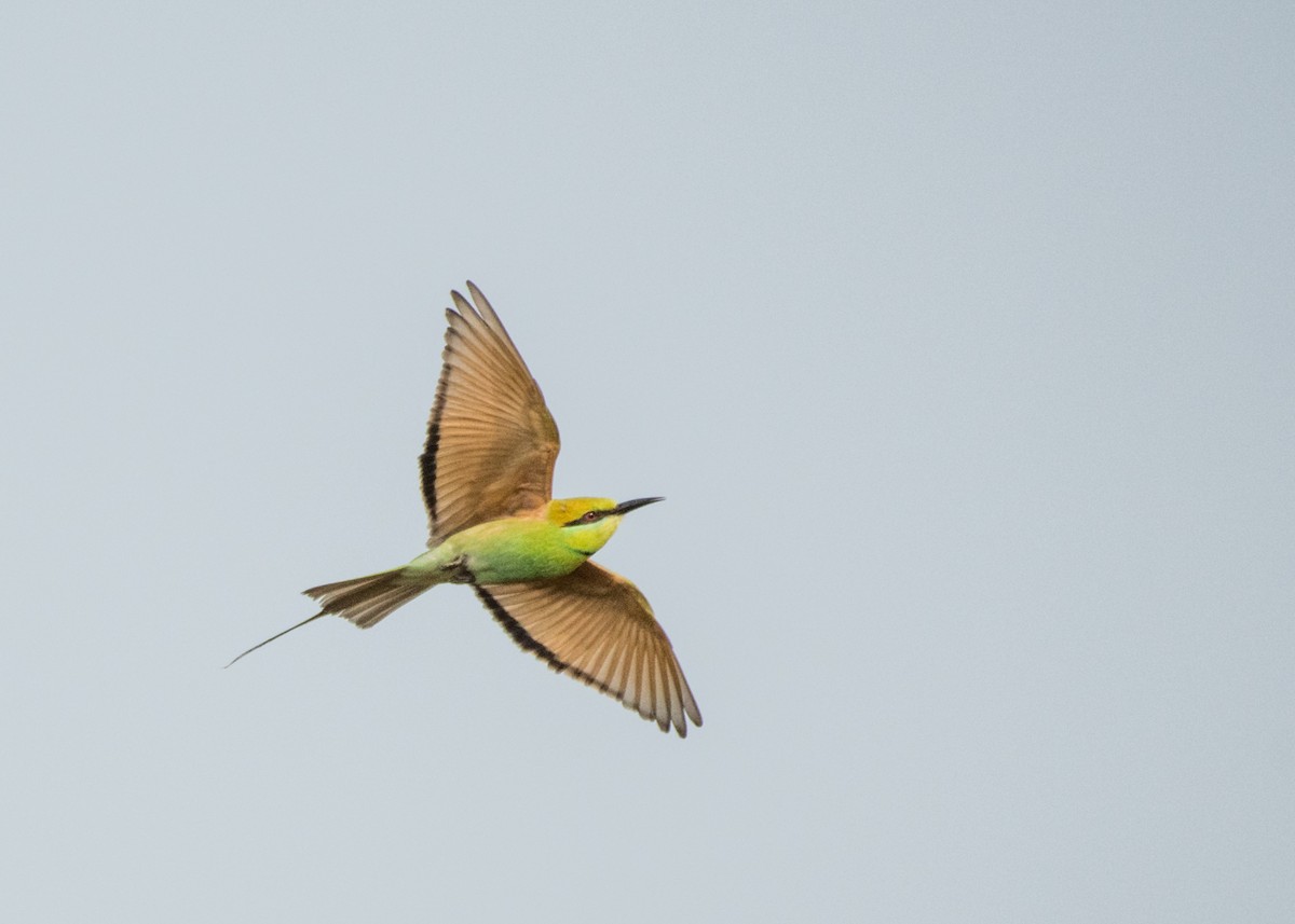 Asian Green Bee-eater - Akshay Shinde