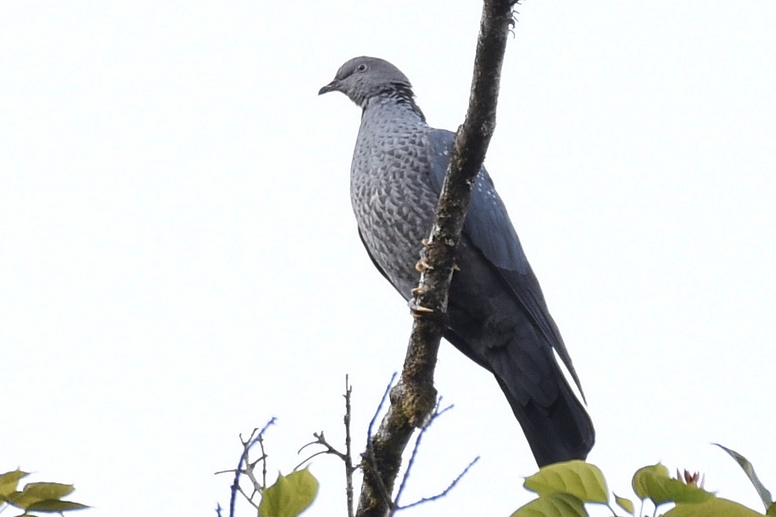Speckled Wood-Pigeon - Chanida Robru