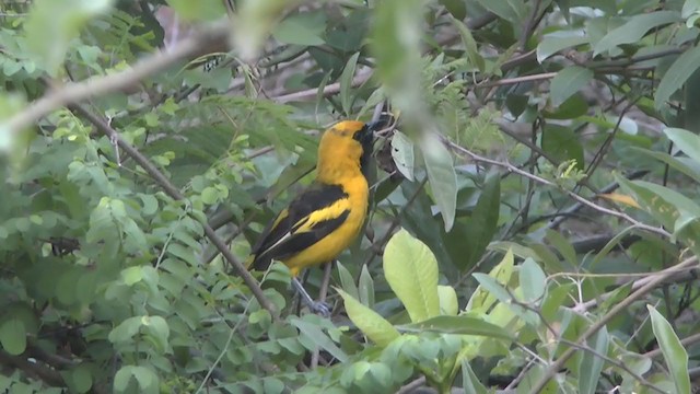 Yellow-tailed Oriole - ML206818821