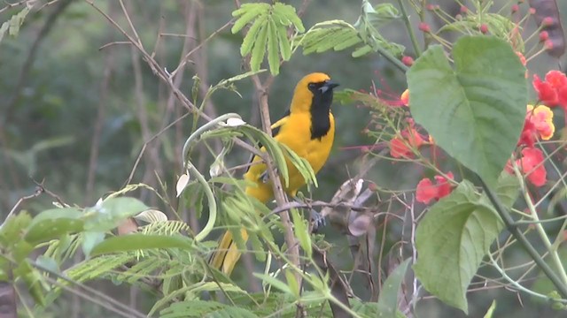 Yellow-tailed Oriole - ML206818851