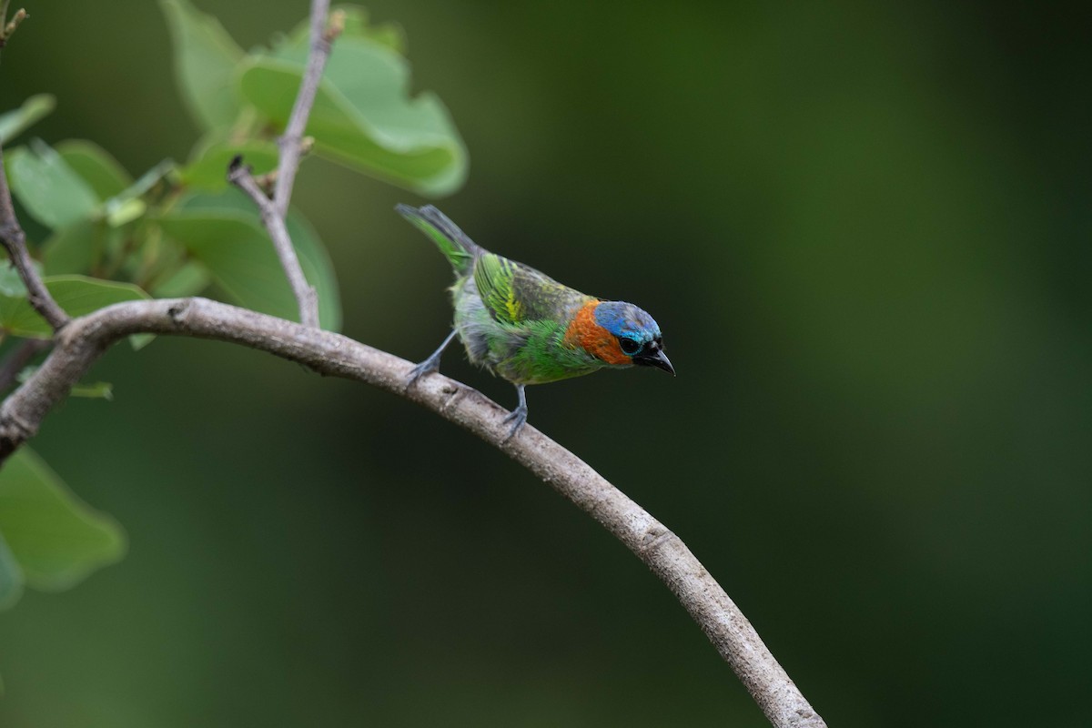 Red-necked Tanager - ML206818891