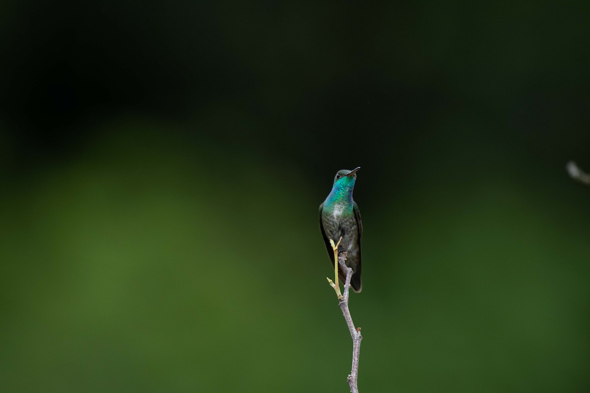 Glittering-throated Emerald - Hudson - BirdsRio