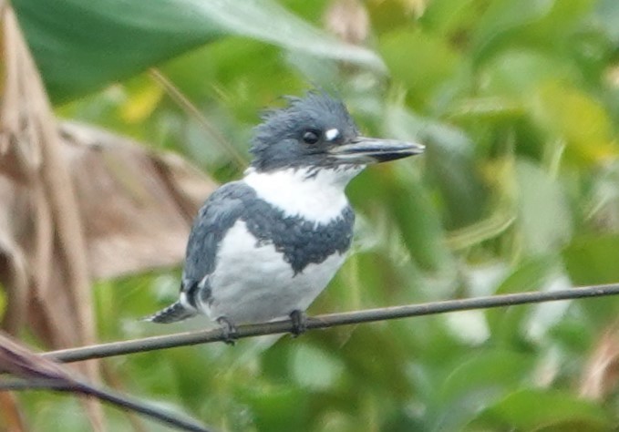 Belted Kingfisher - Chuck Hignite