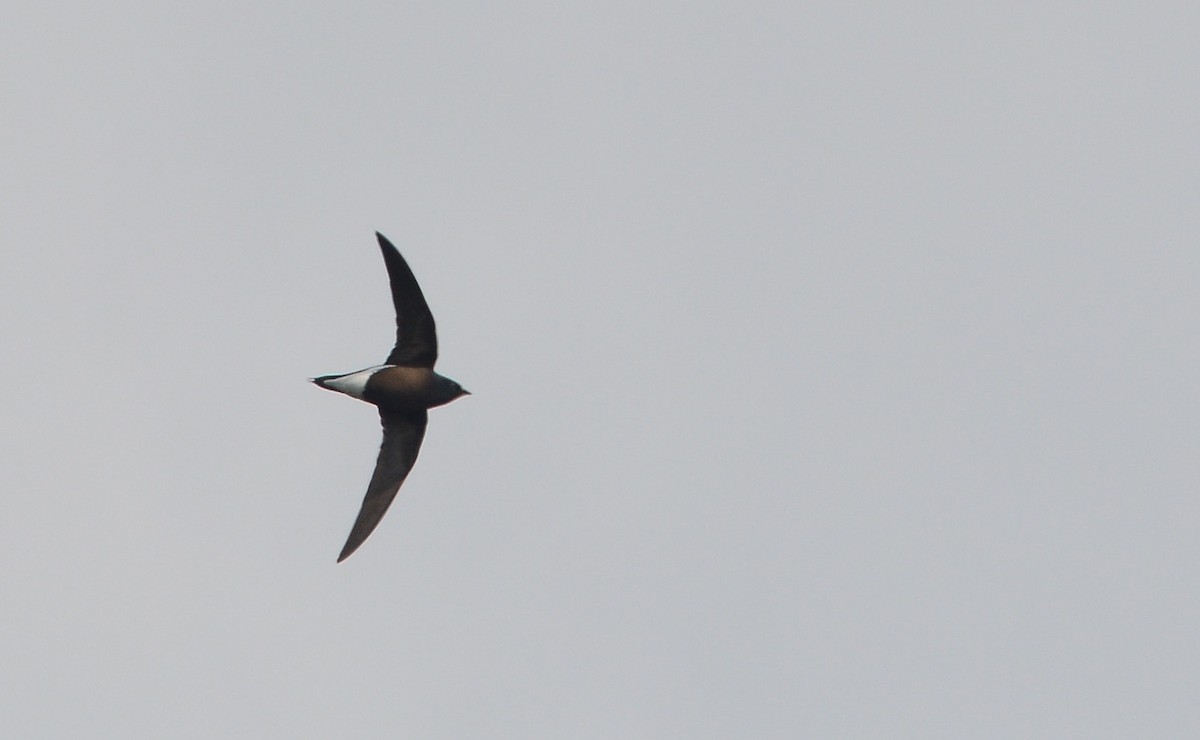 Brown-backed Needletail - ML206829951