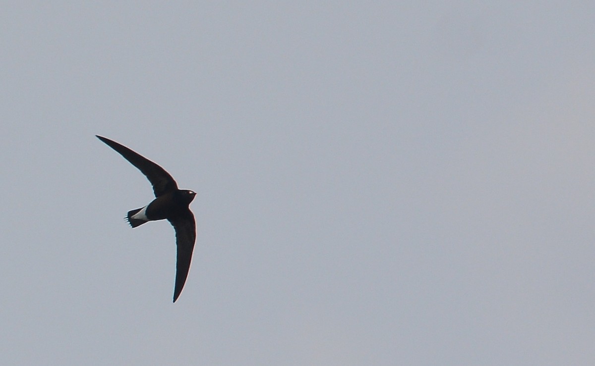 Brown-backed Needletail - ML206829961