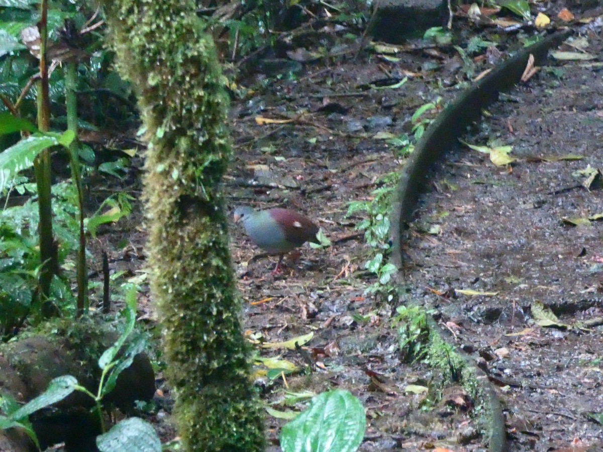 Buff-fronted Quail-Dove - ML206833711