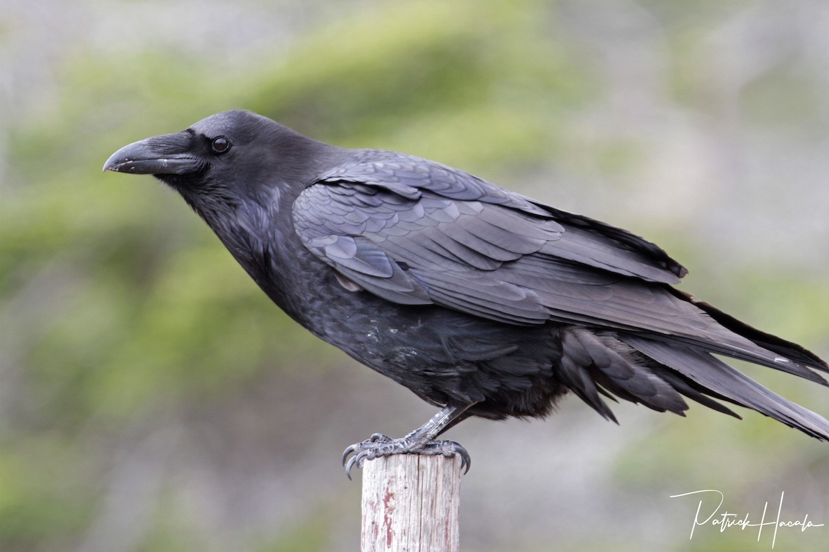 Common Raven - patrick hacala