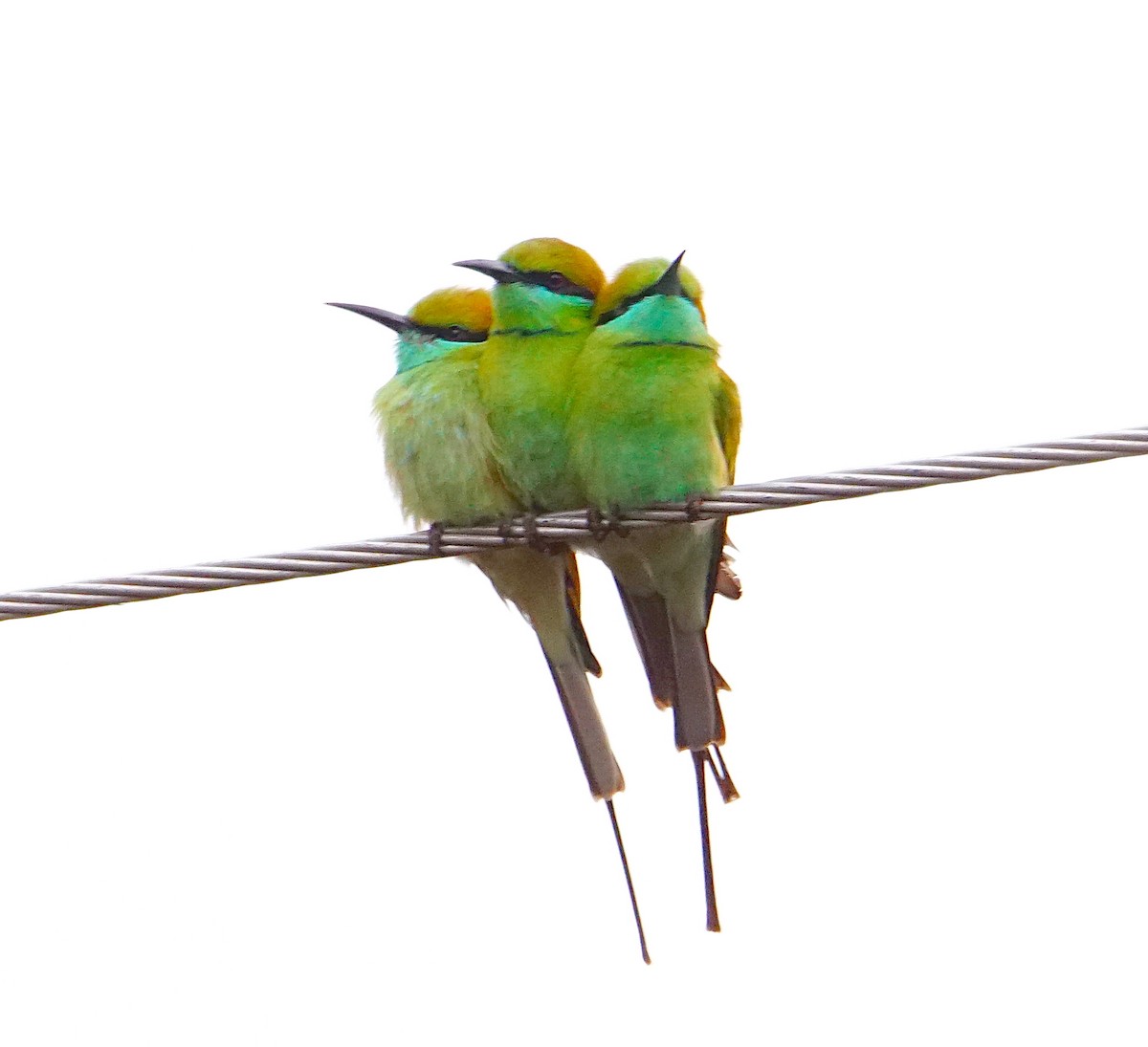 Asian Green Bee-eater - ML206839441