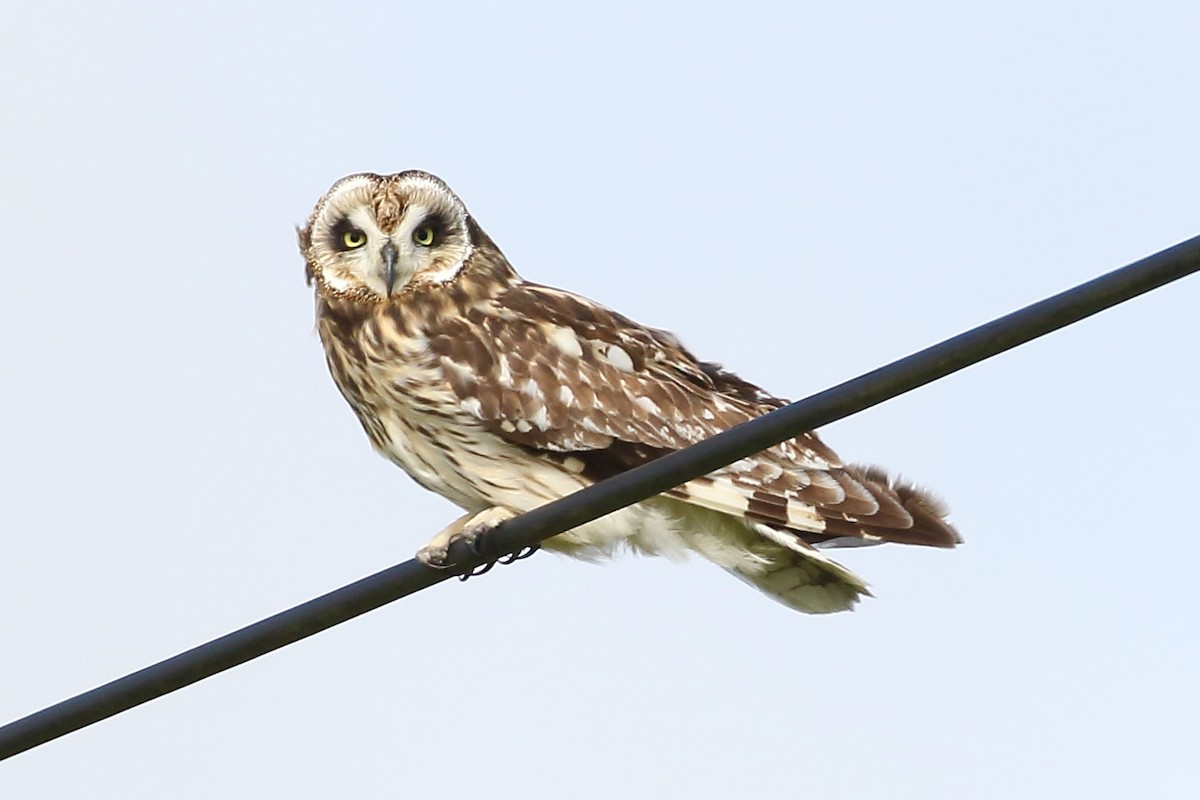 Short-eared Owl (Hawaiian) - Christopher Escott