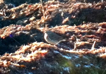 Water Pipit - ML206841661