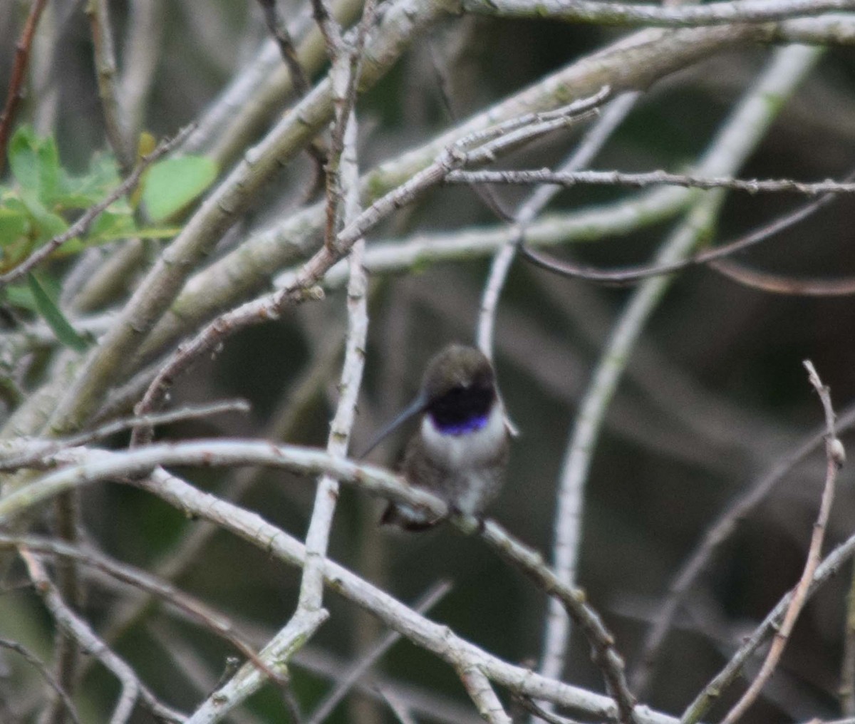 Black-chinned Hummingbird - John Bruin