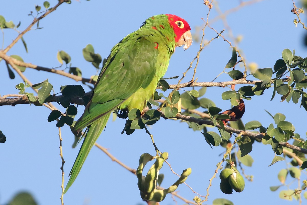 Red-masked Parakeet - ML206844461