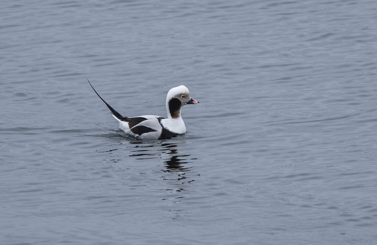 Long-tailed Duck - ML206844781
