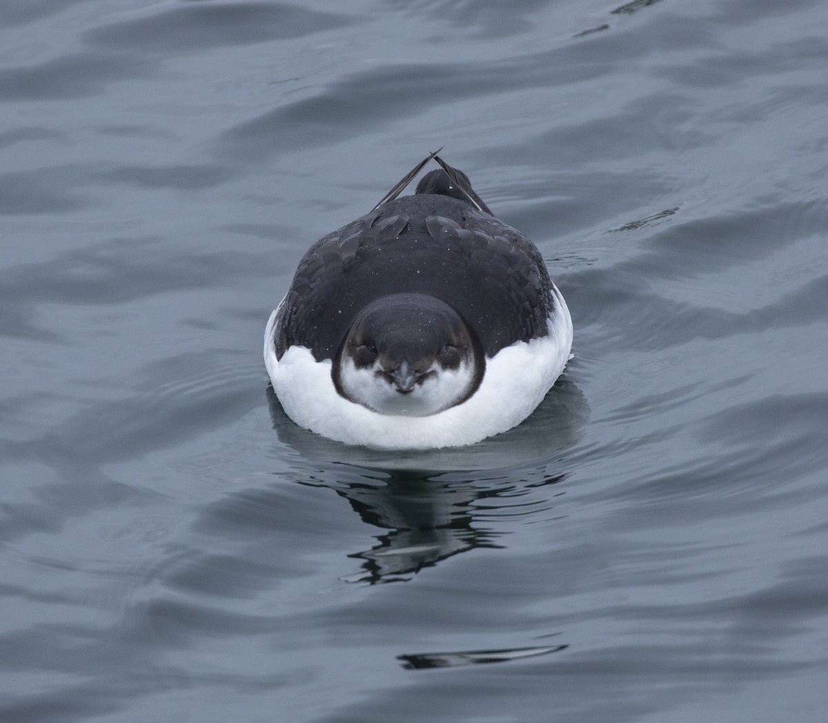 Thick-billed Murre - ML206844871