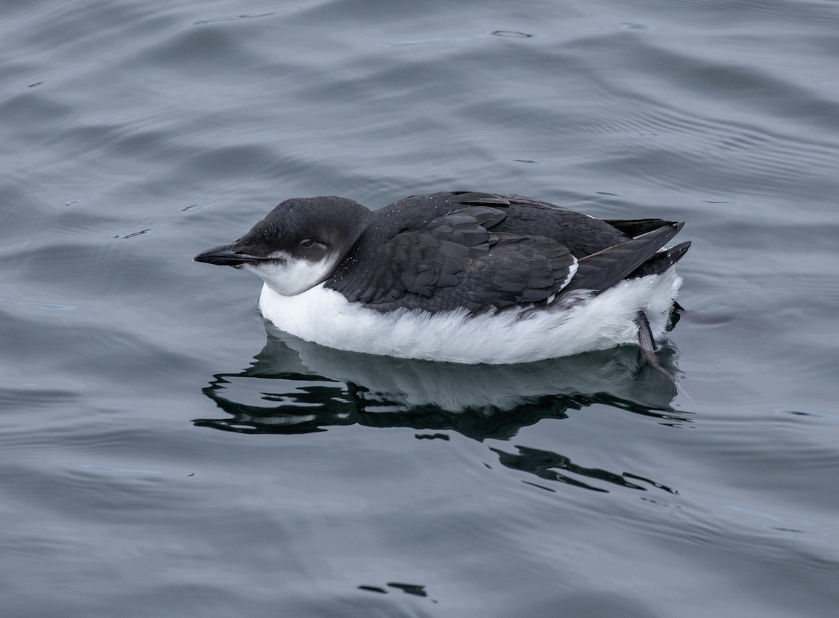 Thick-billed Murre - ML206844881