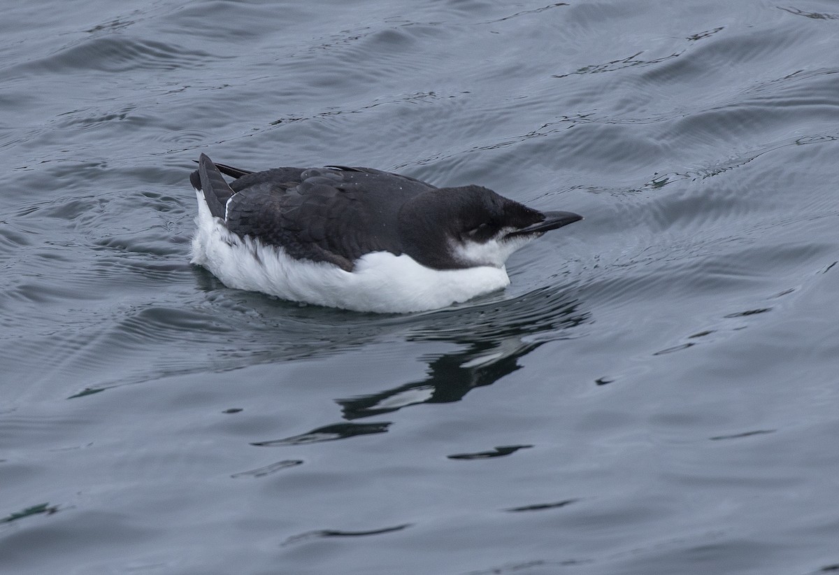 Thick-billed Murre - ML206844891