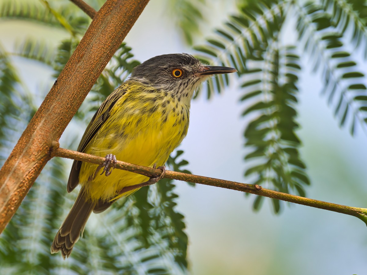 Spotted Tody-Flycatcher - Eric Carpenter