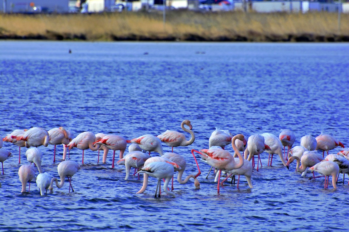 Greater Flamingo - Burak AYKIN