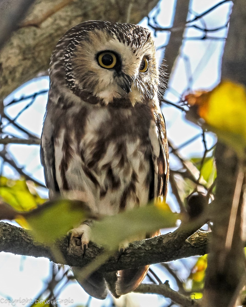 Northern Saw-whet Owl - Davor Grgic