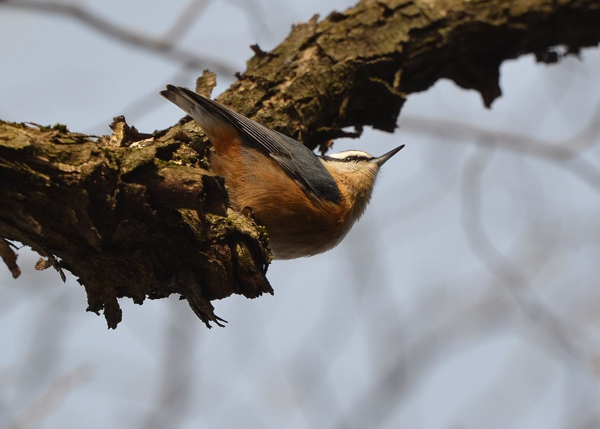 Red-breasted Nuthatch - Scott Latimer