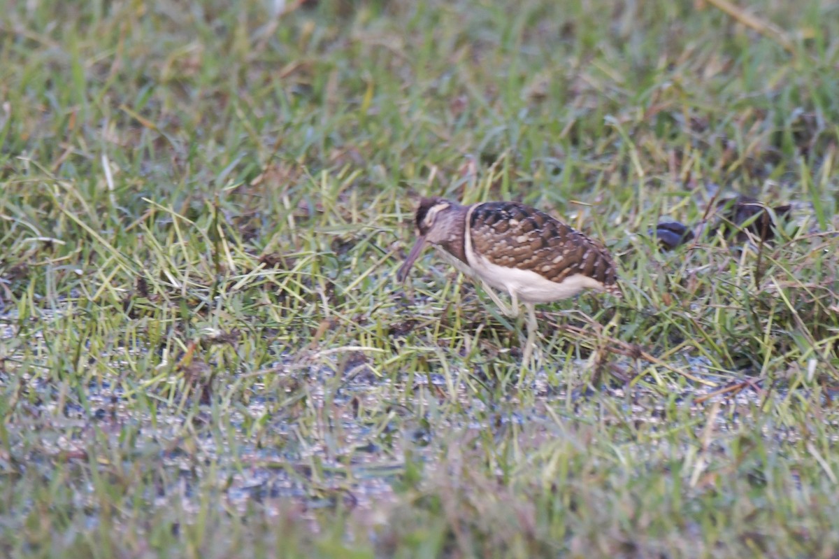 Greater Painted-Snipe - ML206857361