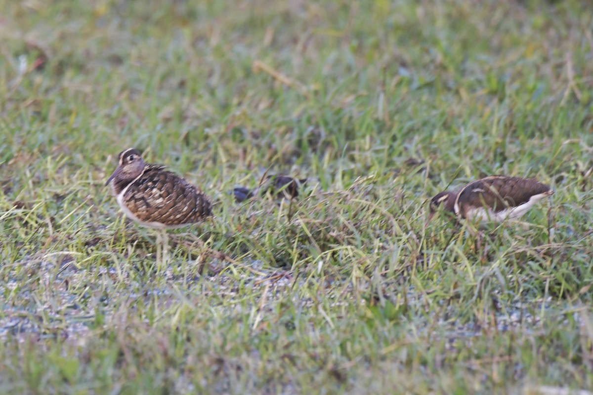 Greater Painted-Snipe - ML206857371