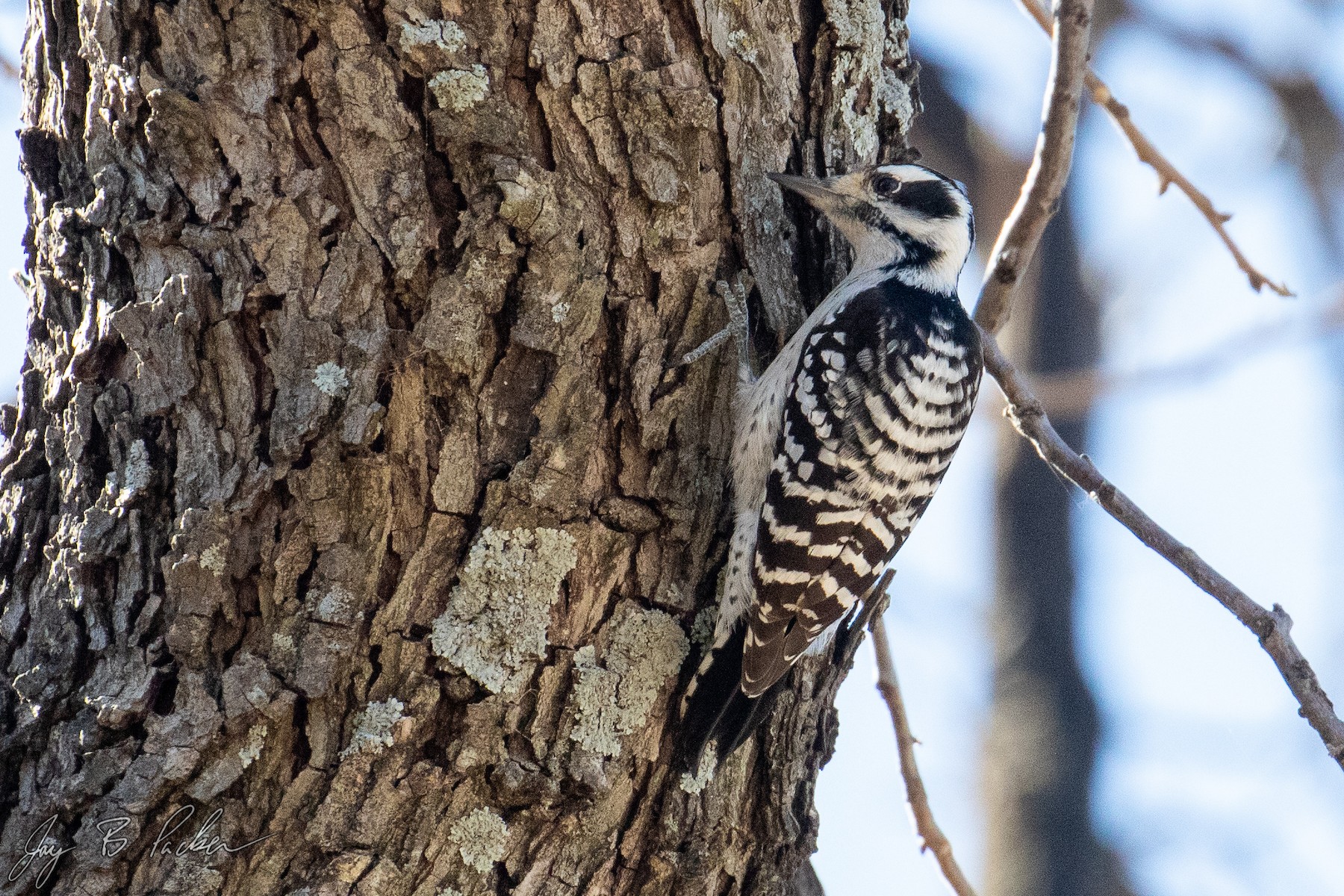 Downy x Ladderbacked Woodpecker (hybrid) eBird