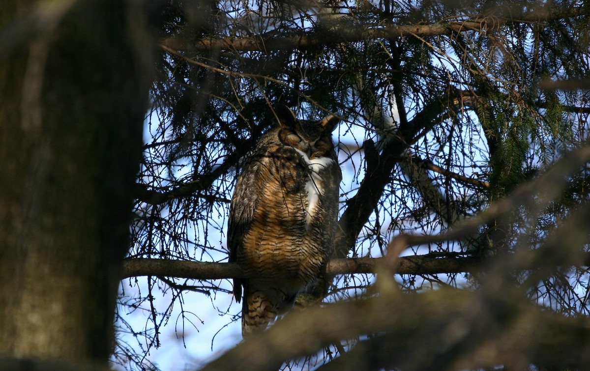 Great Horned Owl - ML206860301