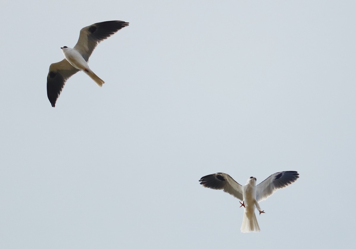 White-tailed Kite - Kamryn McMasters