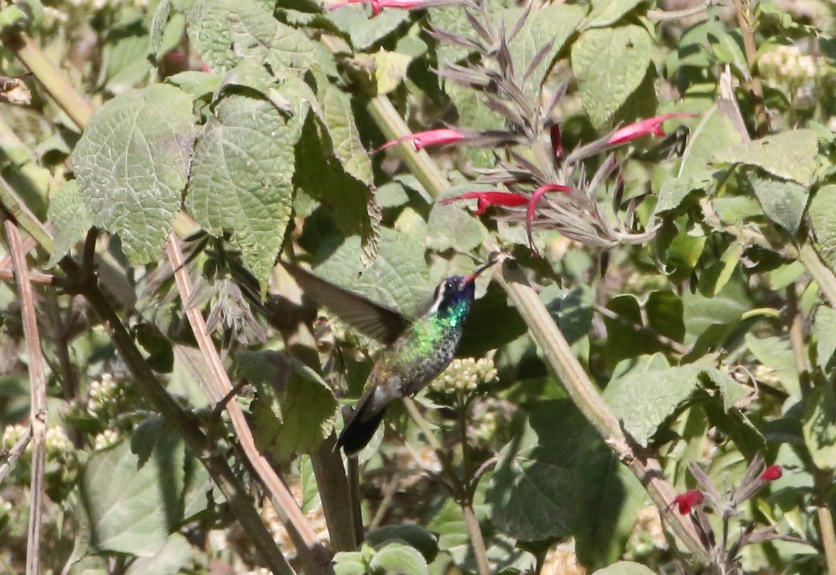 White-eared Hummingbird - ML206862221
