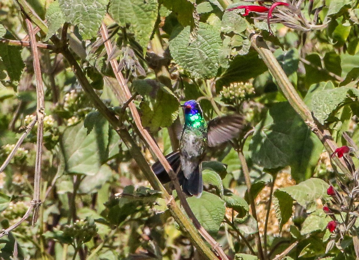 White-eared Hummingbird - ML206862231