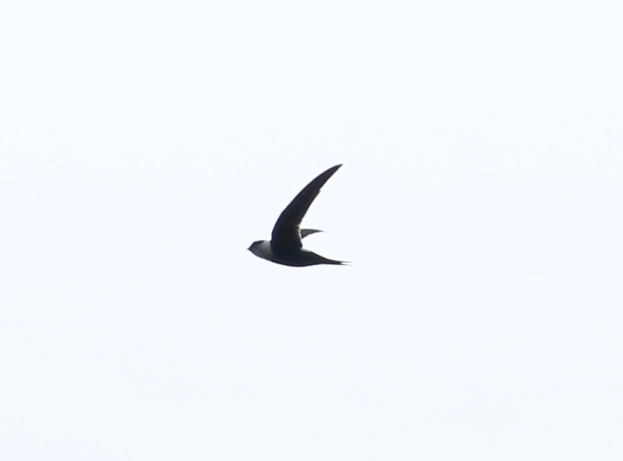 Lesser Swallow-tailed Swift - Jon Pleizier