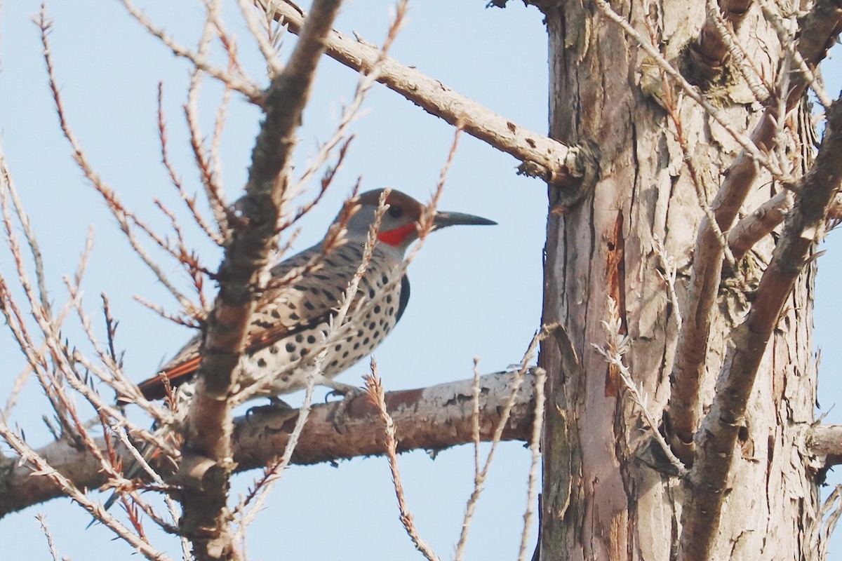 Northern Flicker (Red-shafted) - Kamryn McMasters