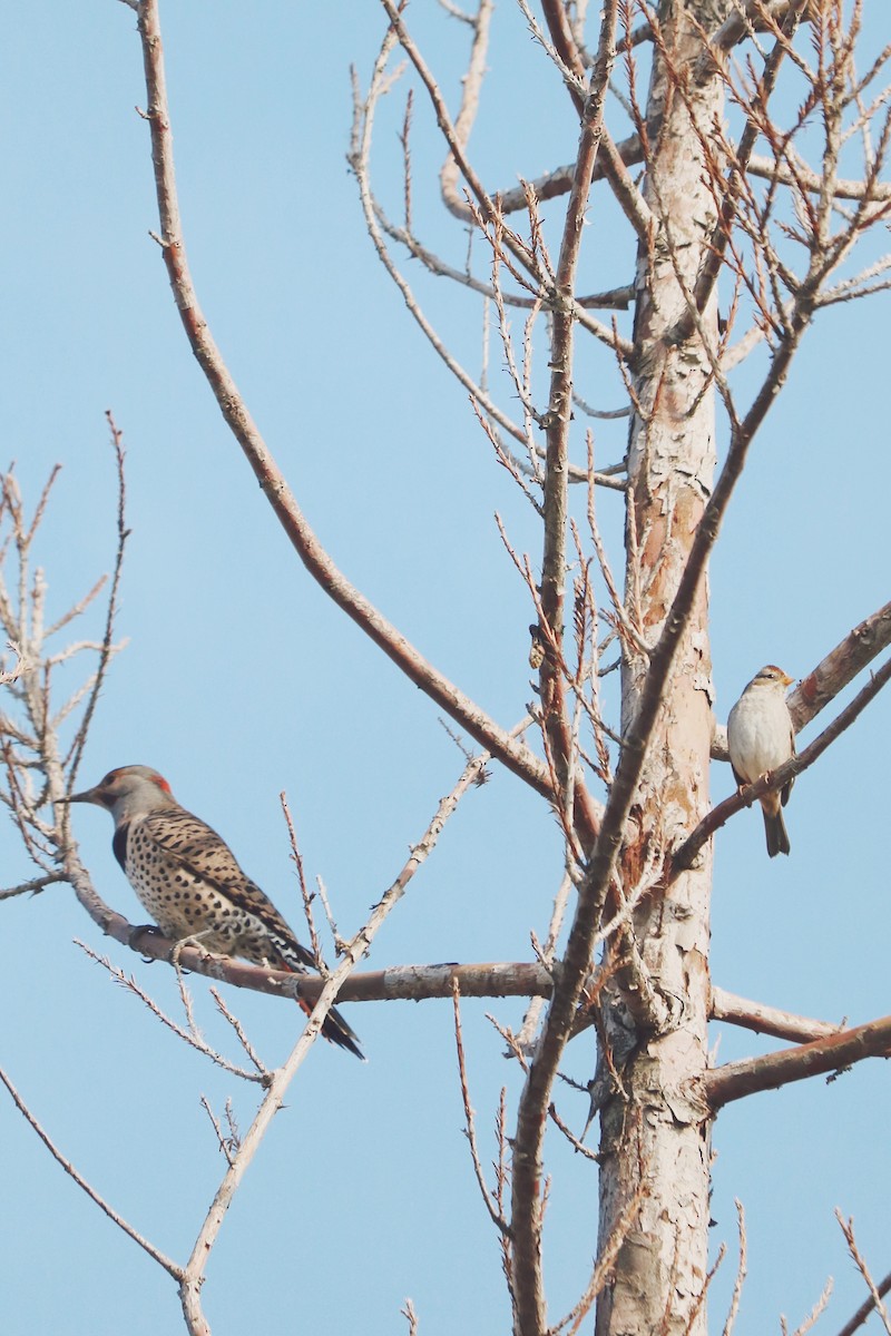 Northern Flicker (Red-shafted) - ML206865211