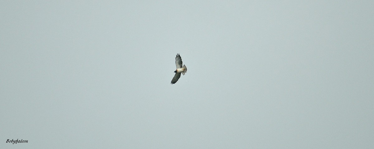 Short-tailed Hawk - Roberto Amaya