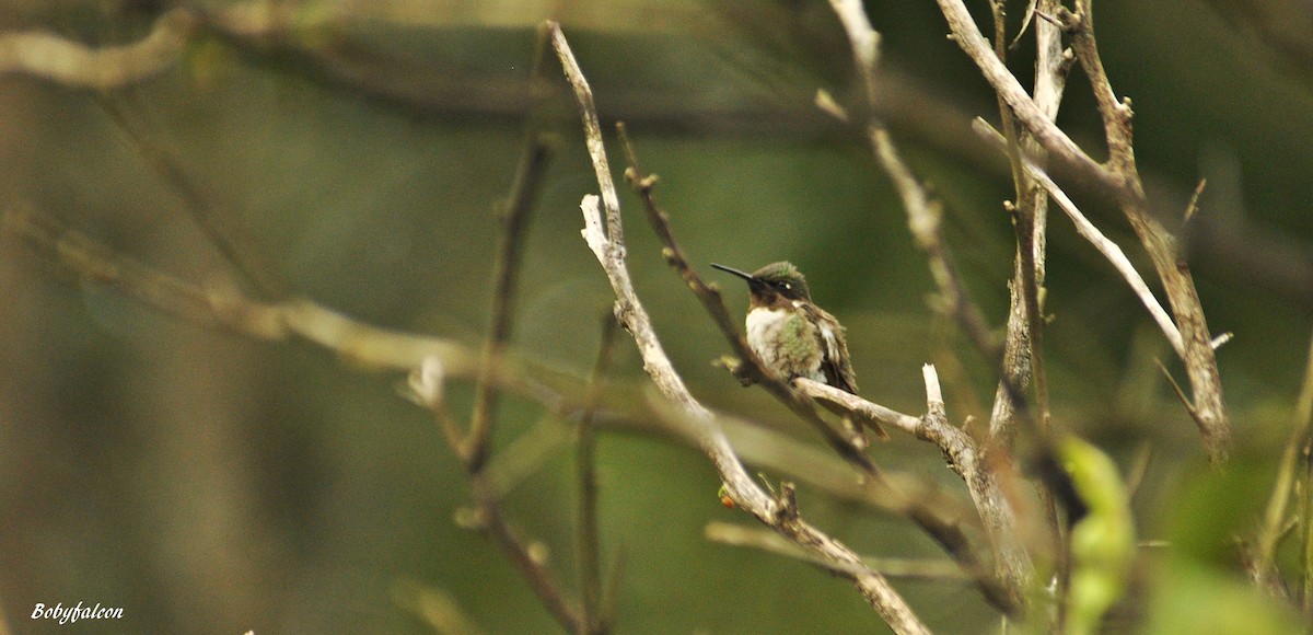 Ruby-throated Hummingbird - Roberto Amaya