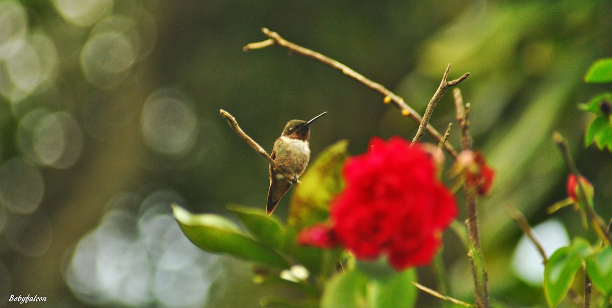 Ruby-throated Hummingbird - Roberto Amaya