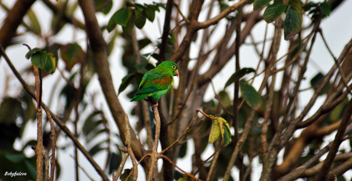 Orange-chinned Parakeet - Roberto Amaya