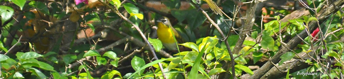 Yellow-breasted Chat - ML20686781