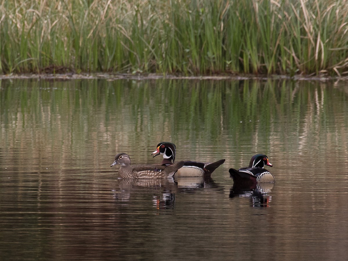 eBird Checklist - 1 Feb 2020 - South Lake Howard Nature Park - 22 species