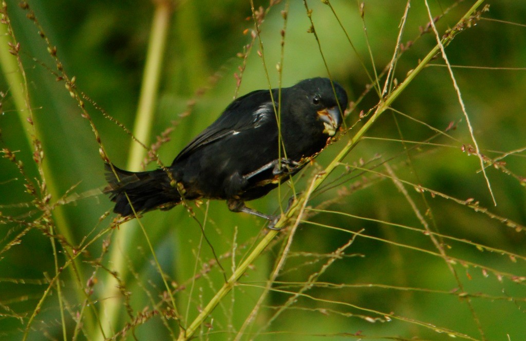 Variable Seedeater - ML206886621