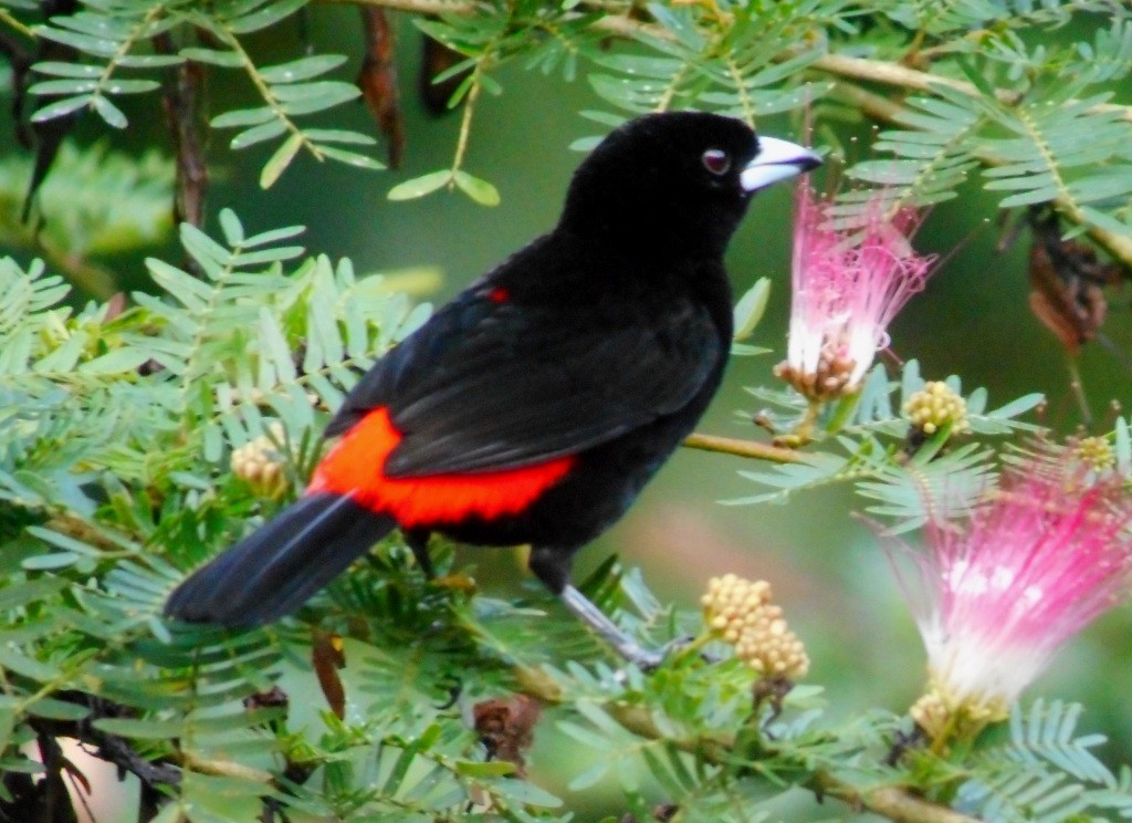 Scarlet-rumped Tanager - ML206886661
