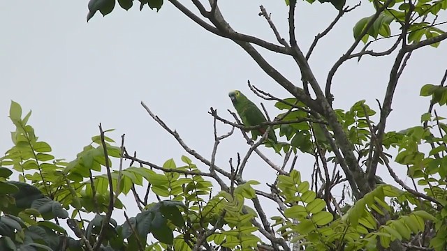 Turquoise-fronted Parrot - ML206889021