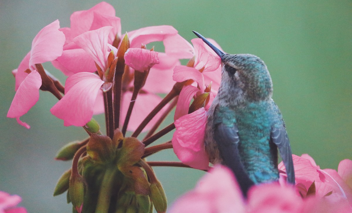 Anna's Hummingbird - Kamryn McMasters
