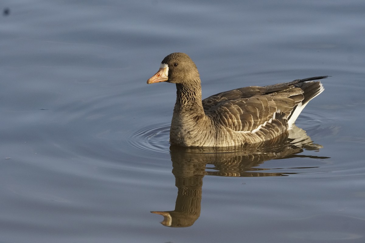 Greater White-fronted Goose - Kimberly Miskiewicz