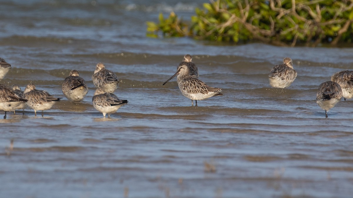 Asian Dowitcher - James Kennerley
